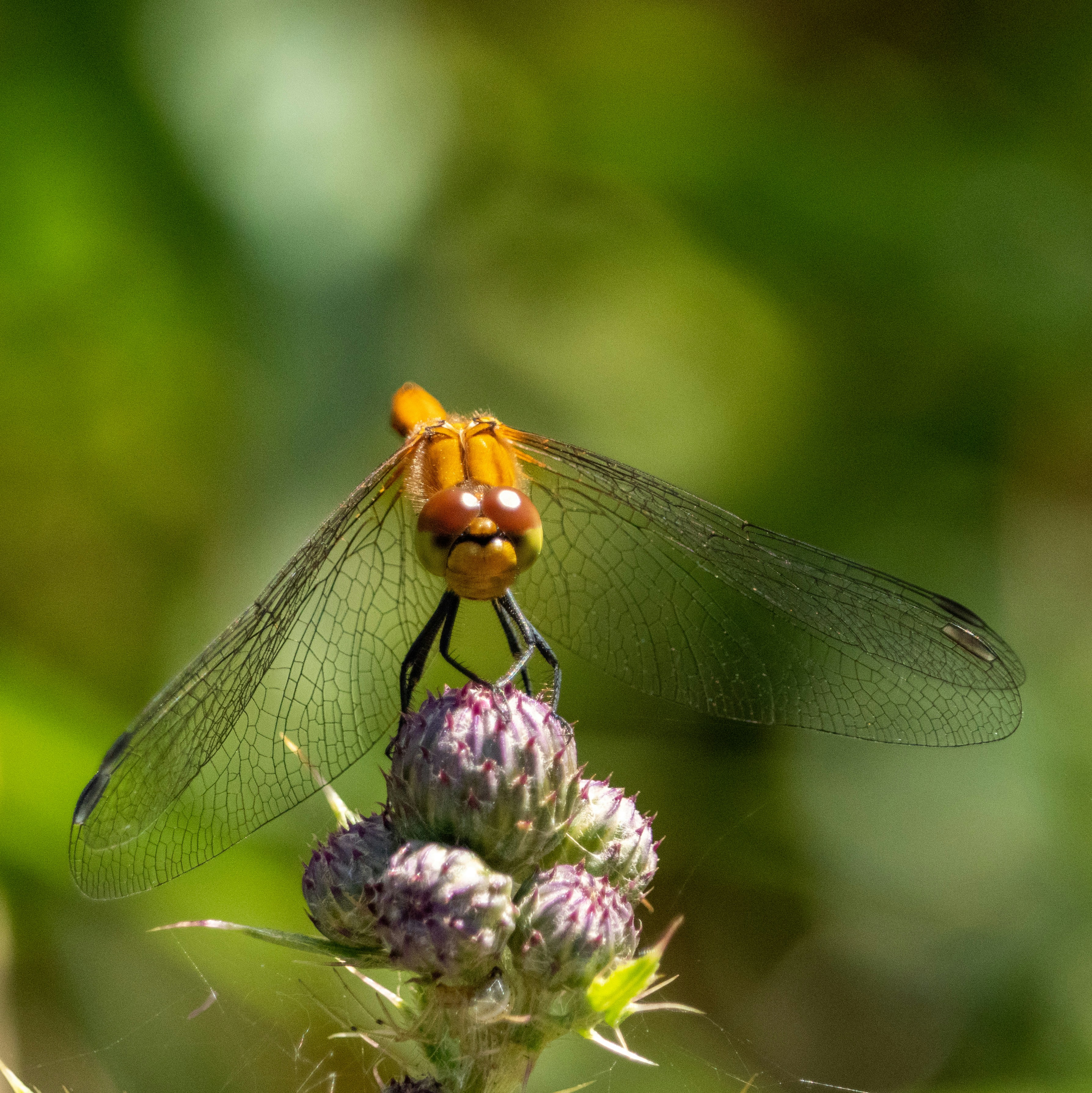 Photo by trustbattlerat