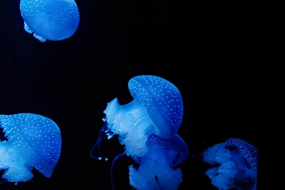 a group of blue jellyfish