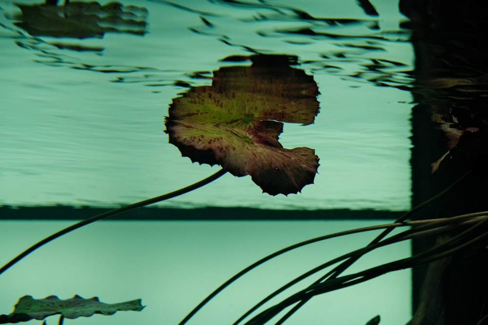 a leaf floating on water