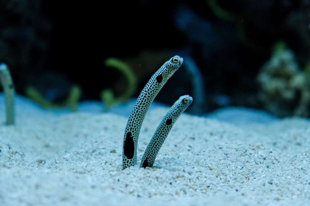 a close-up of a fish