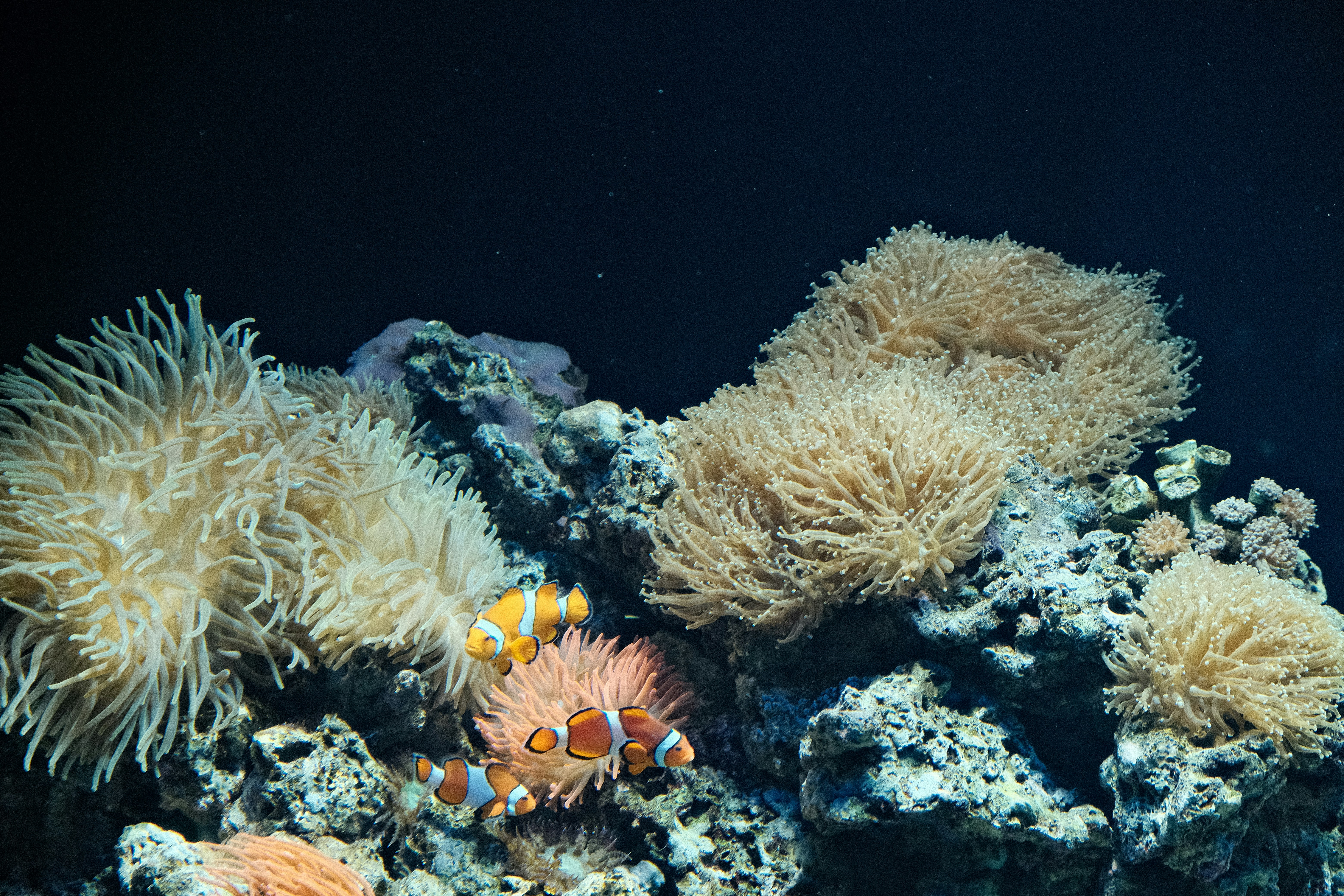 a group of fish swimming in an aquarium