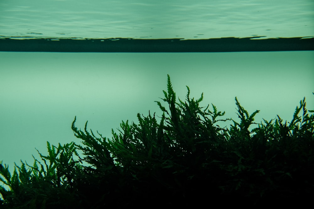 a body of water with plants in front of it