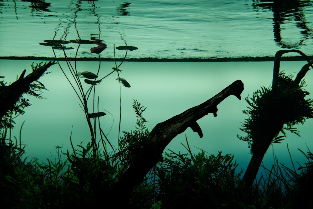 a group of birds sit on a branch in the water