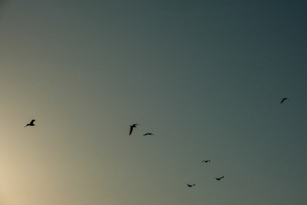 birds flying in the sky