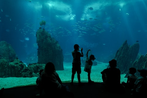 people looking at fish in water
