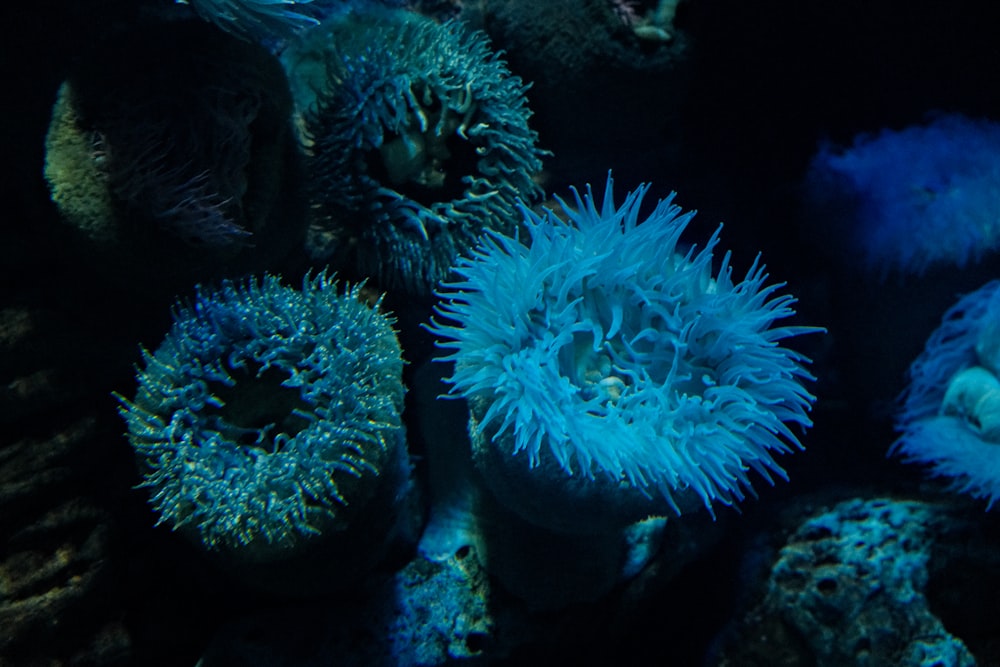 a group of sea urchins