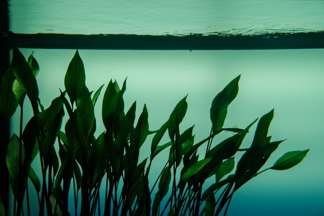 Aquarium plants growing under controlled lighting