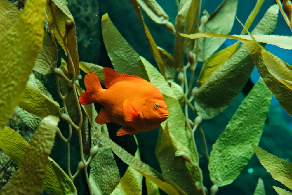 a goldfish in a tank