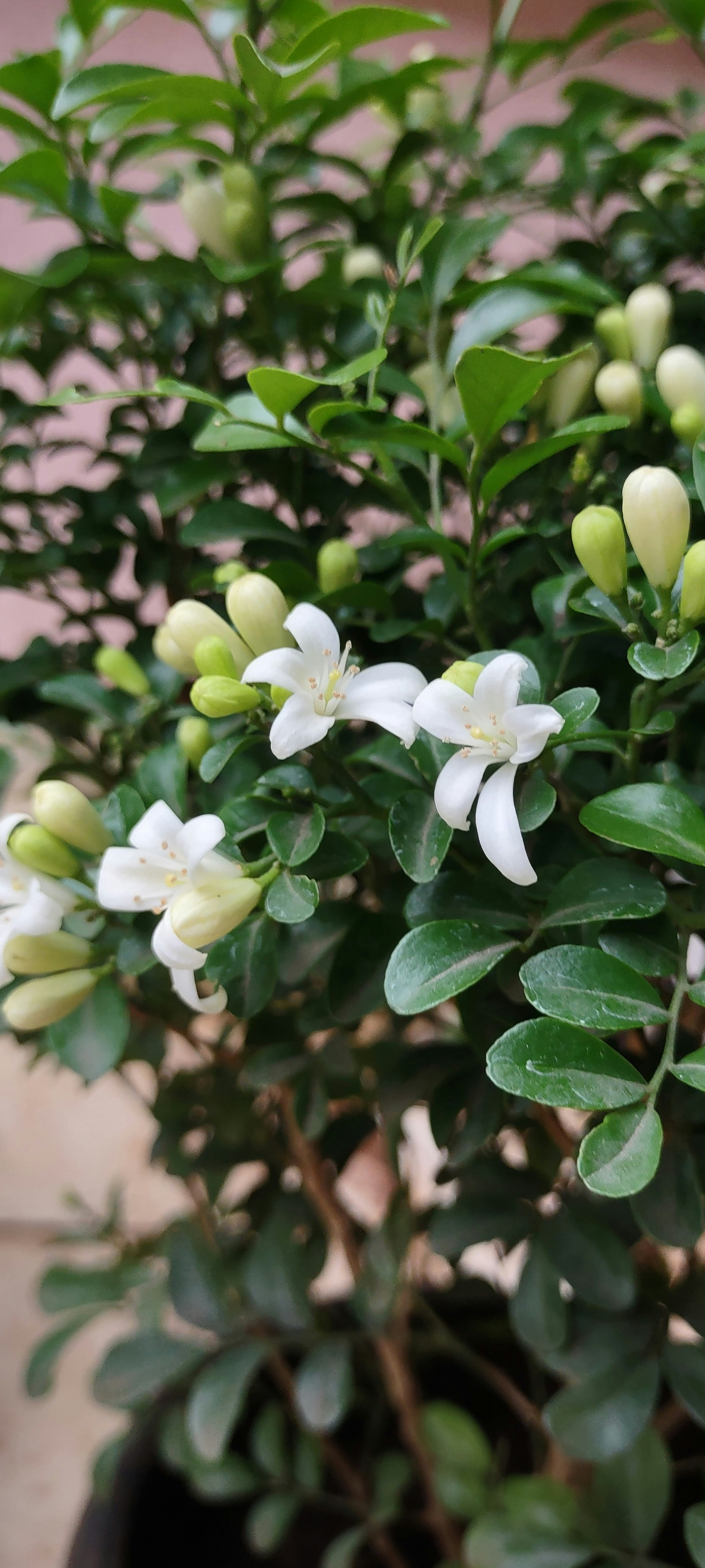 Photo by remyaramdas