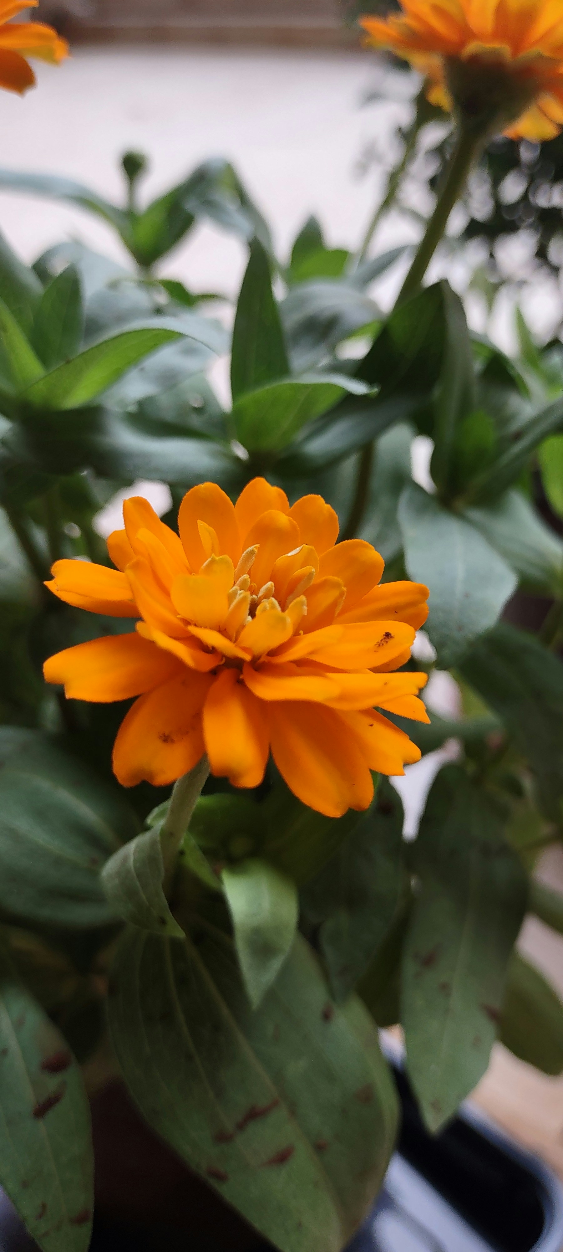 Photo by remyaramdas