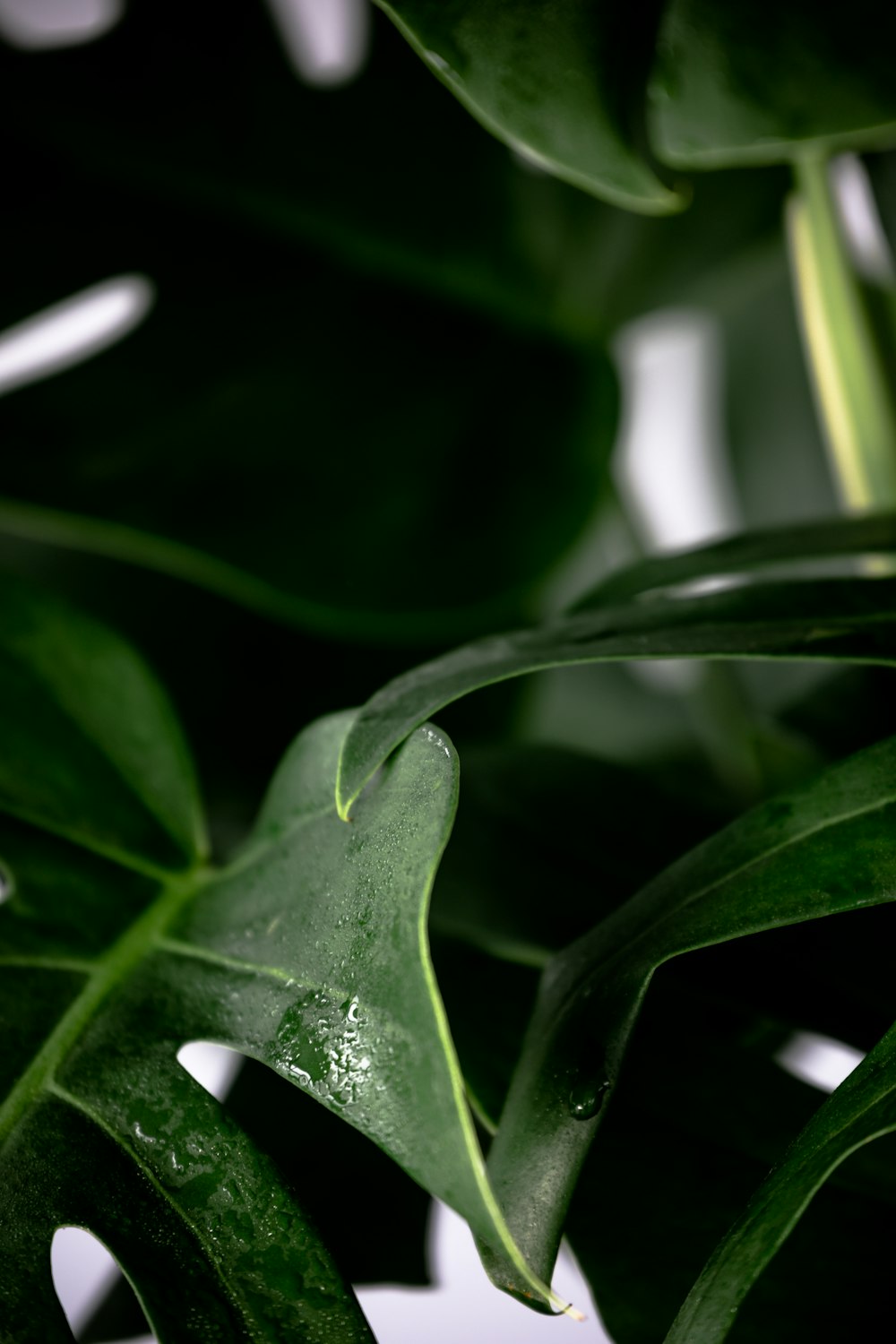 close-up of a plant