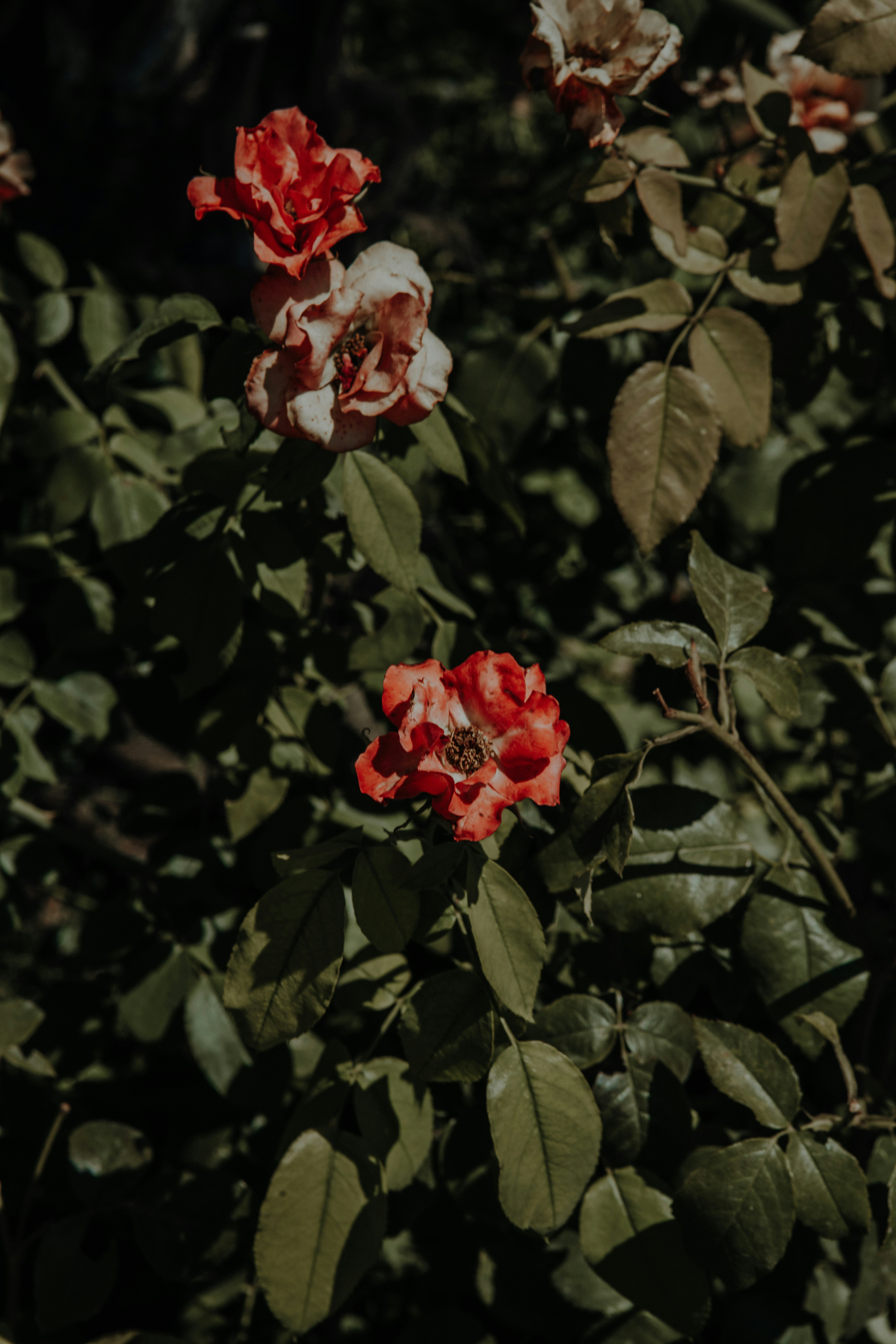 Photo by rhamely