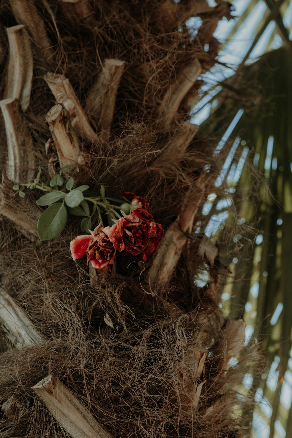 a nest with red flowers