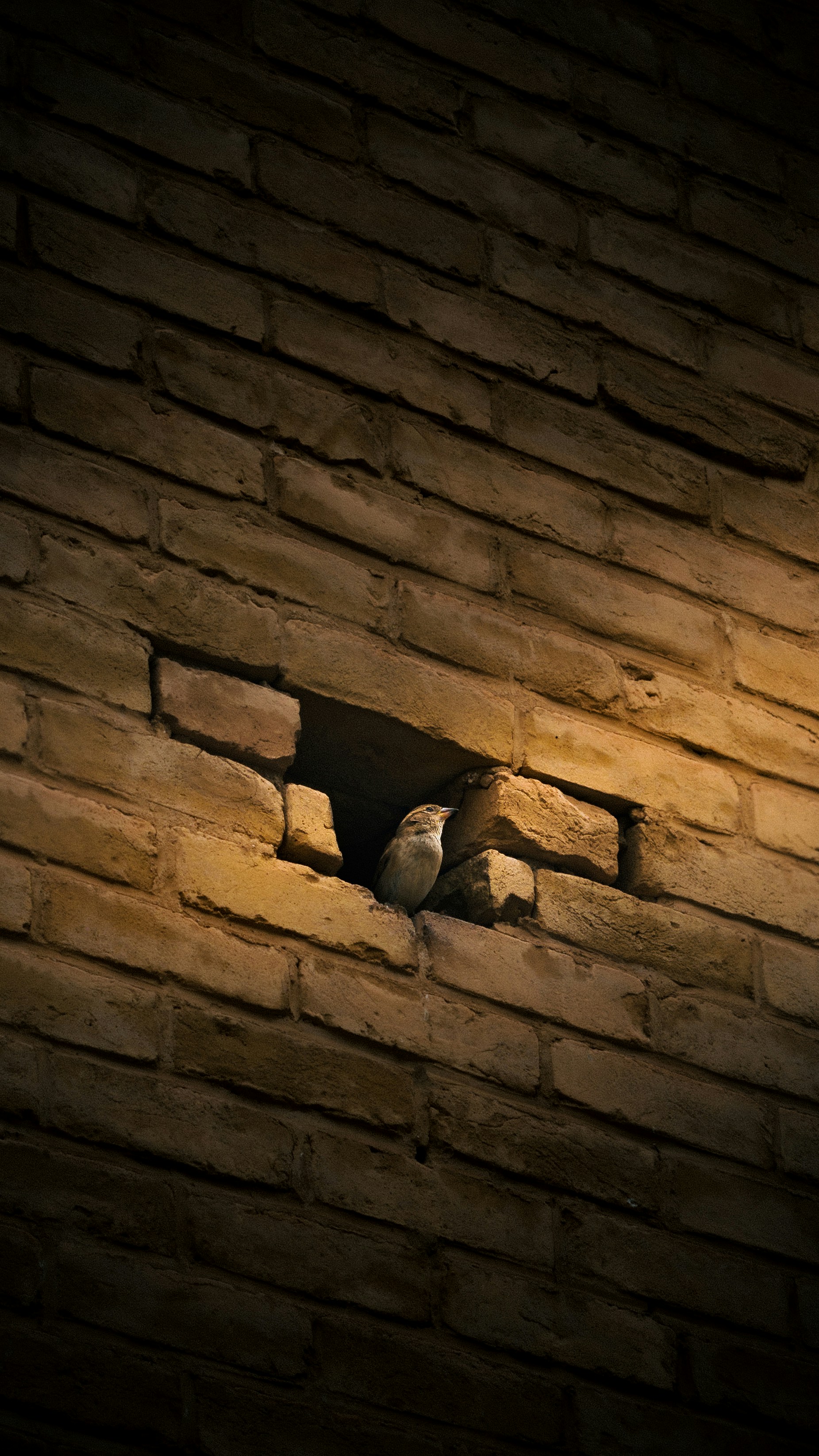 birds on a ledge