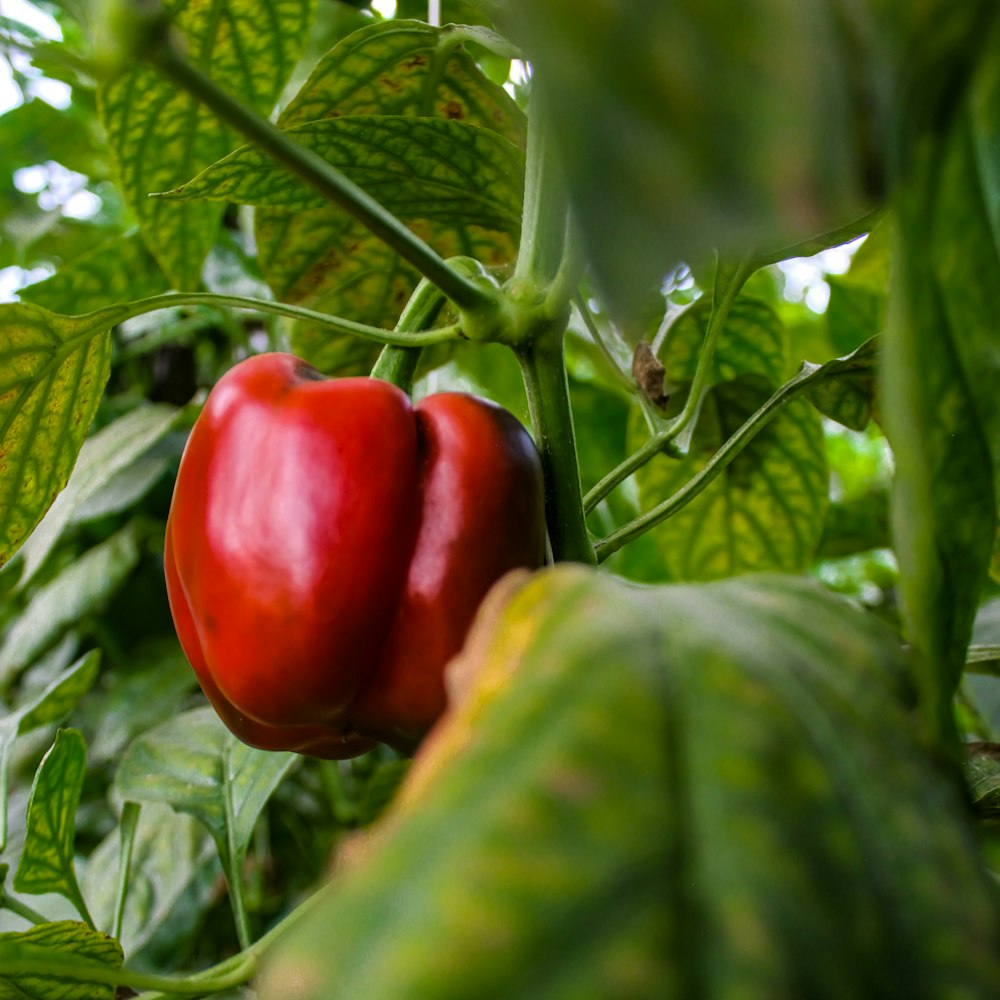 a red pepper on a plant