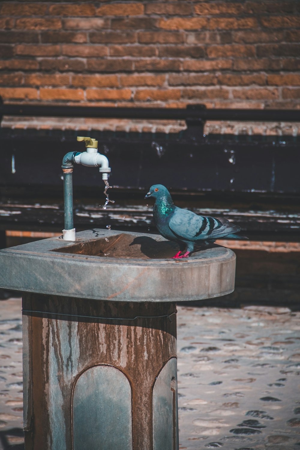 um pássaro sentado em um banho de pássaro