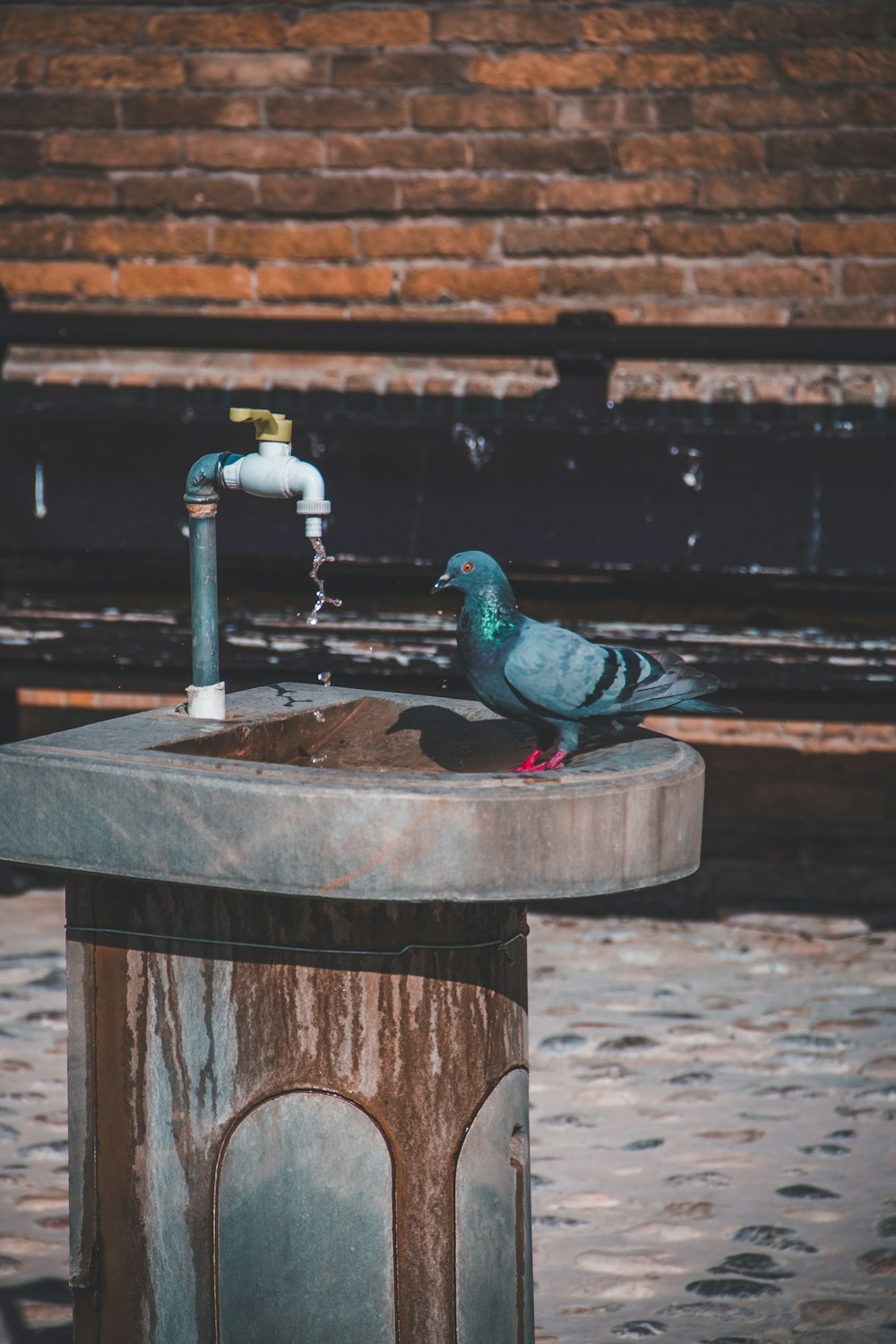 a bird sitting on a bird bath