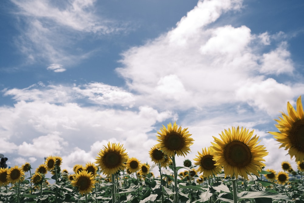 a field of sunflowers