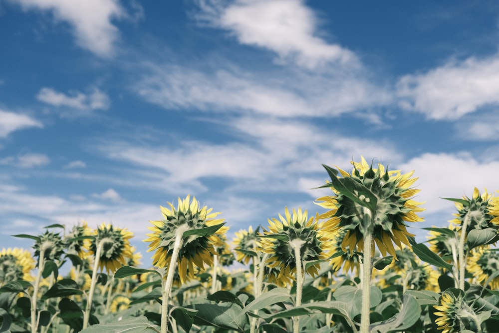 a field of sunflowers