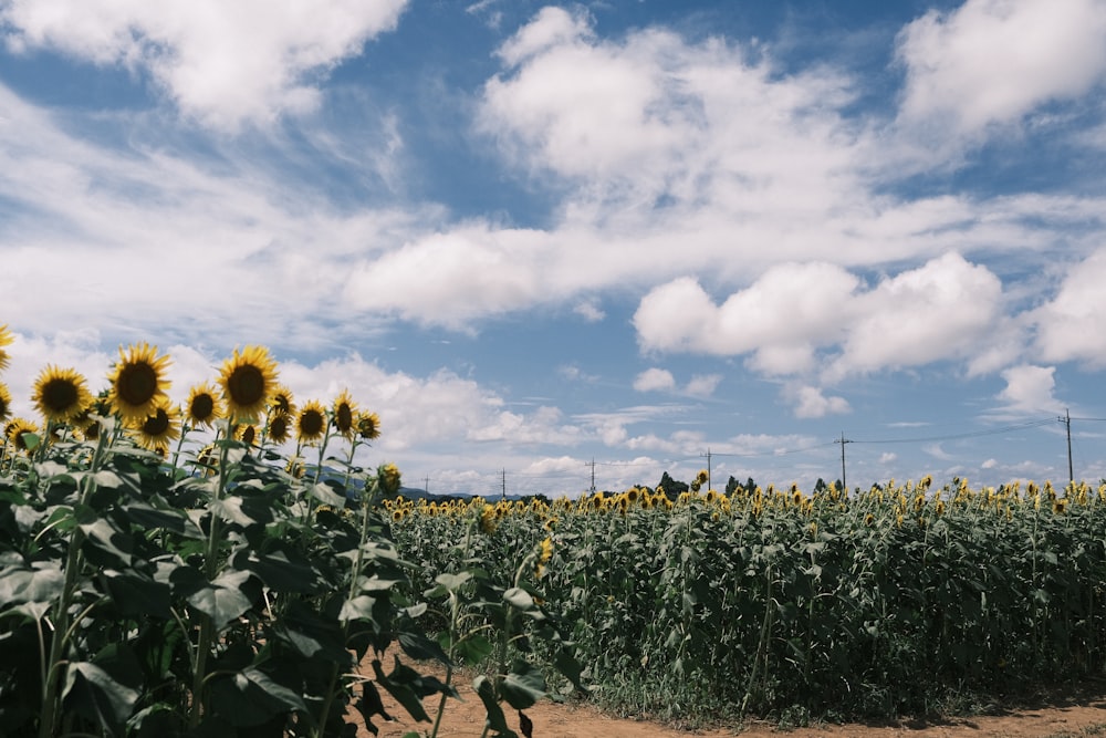 a field of sunflowers