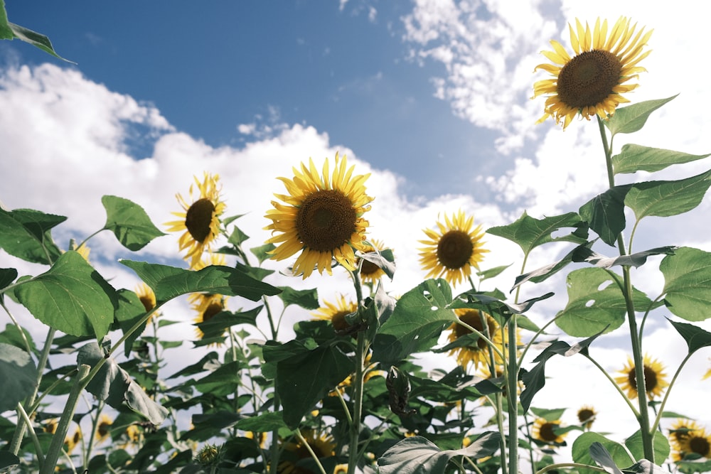 a group of sunflowers