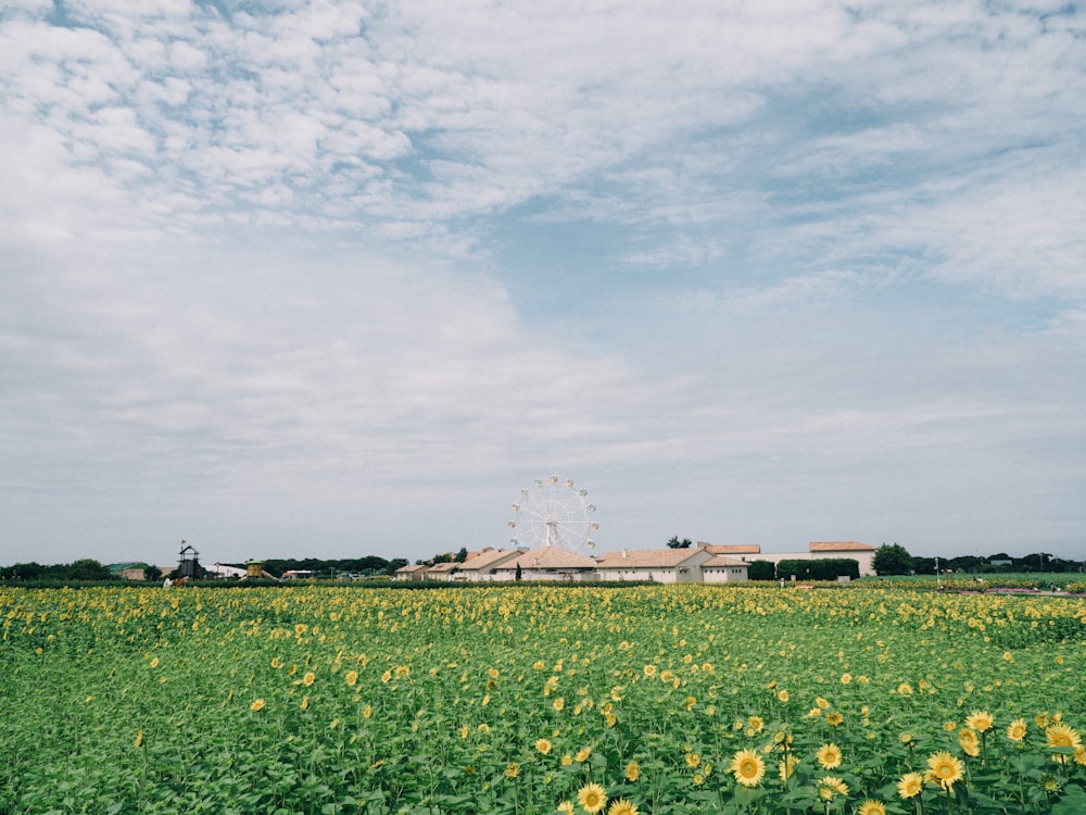 a field of flowers with a building in the background