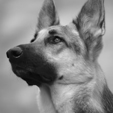 a black and white dog