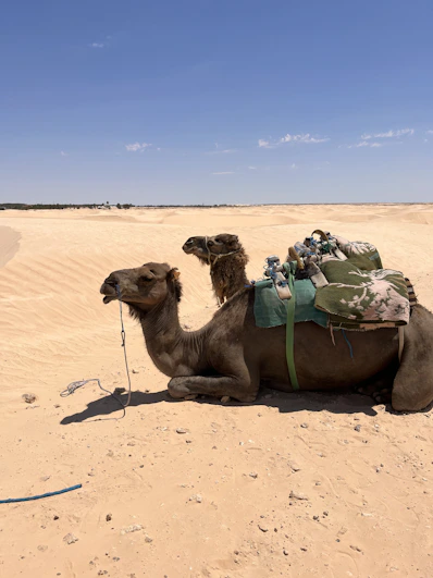 a camel lying on the sand