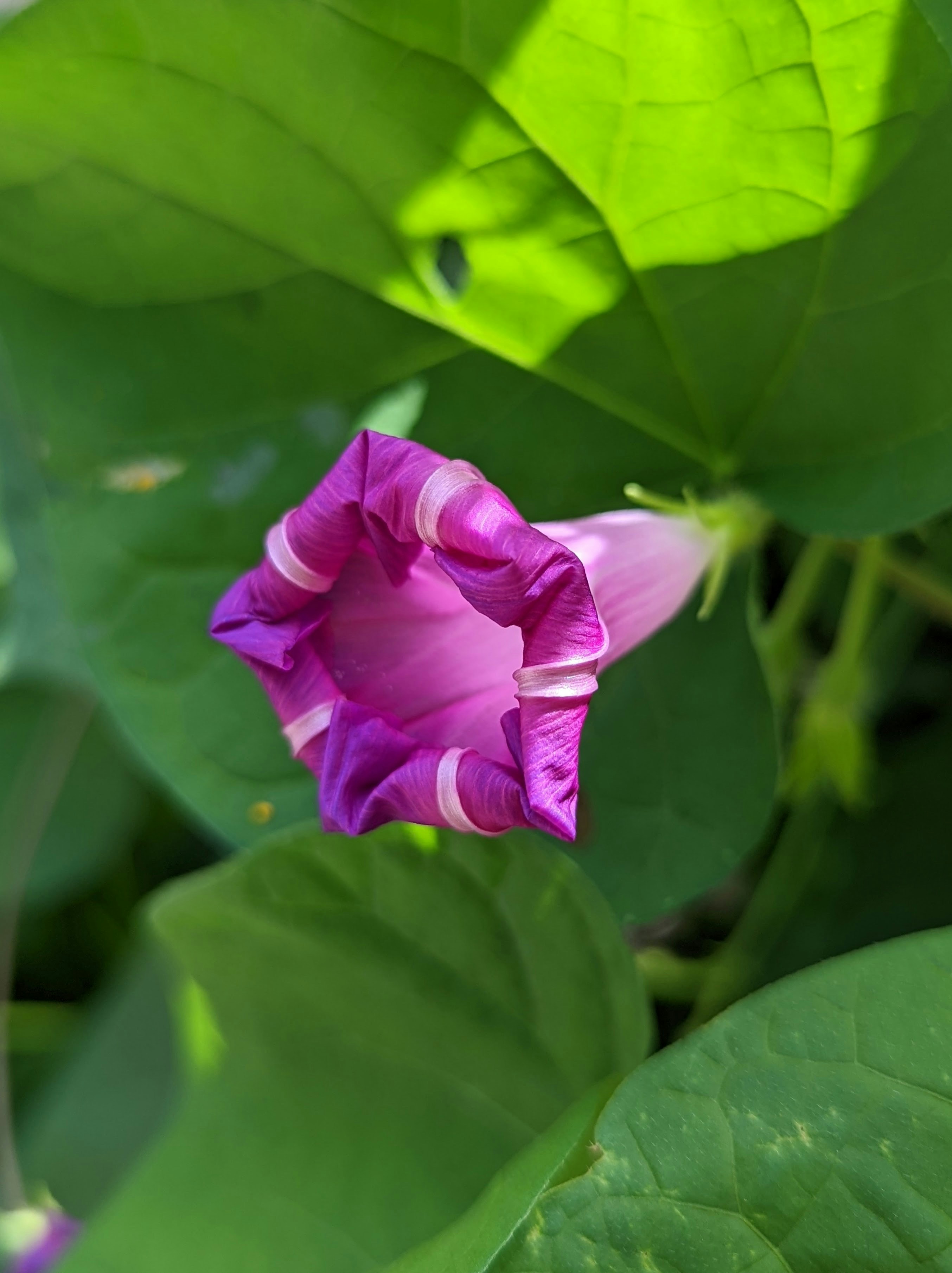 une fleur violette sur une plante