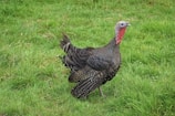 A wild turkey stands on lush green grass, displaying its brown feathers, distinctive red wattle, and grayish head. The bird's tail feathers fan slightly as it faces forward.