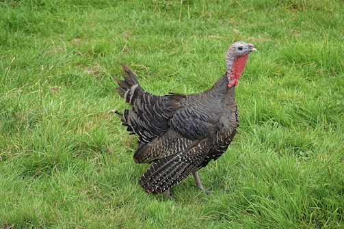 A wild turkey stands on lush green grass, displaying its brown feathers, distinctive red wattle, and grayish head. The bird's tail feathers fan slightly as it faces forward.