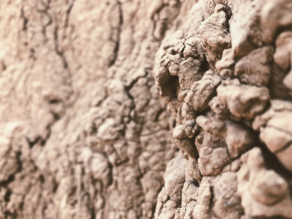 a close-up of some rocks