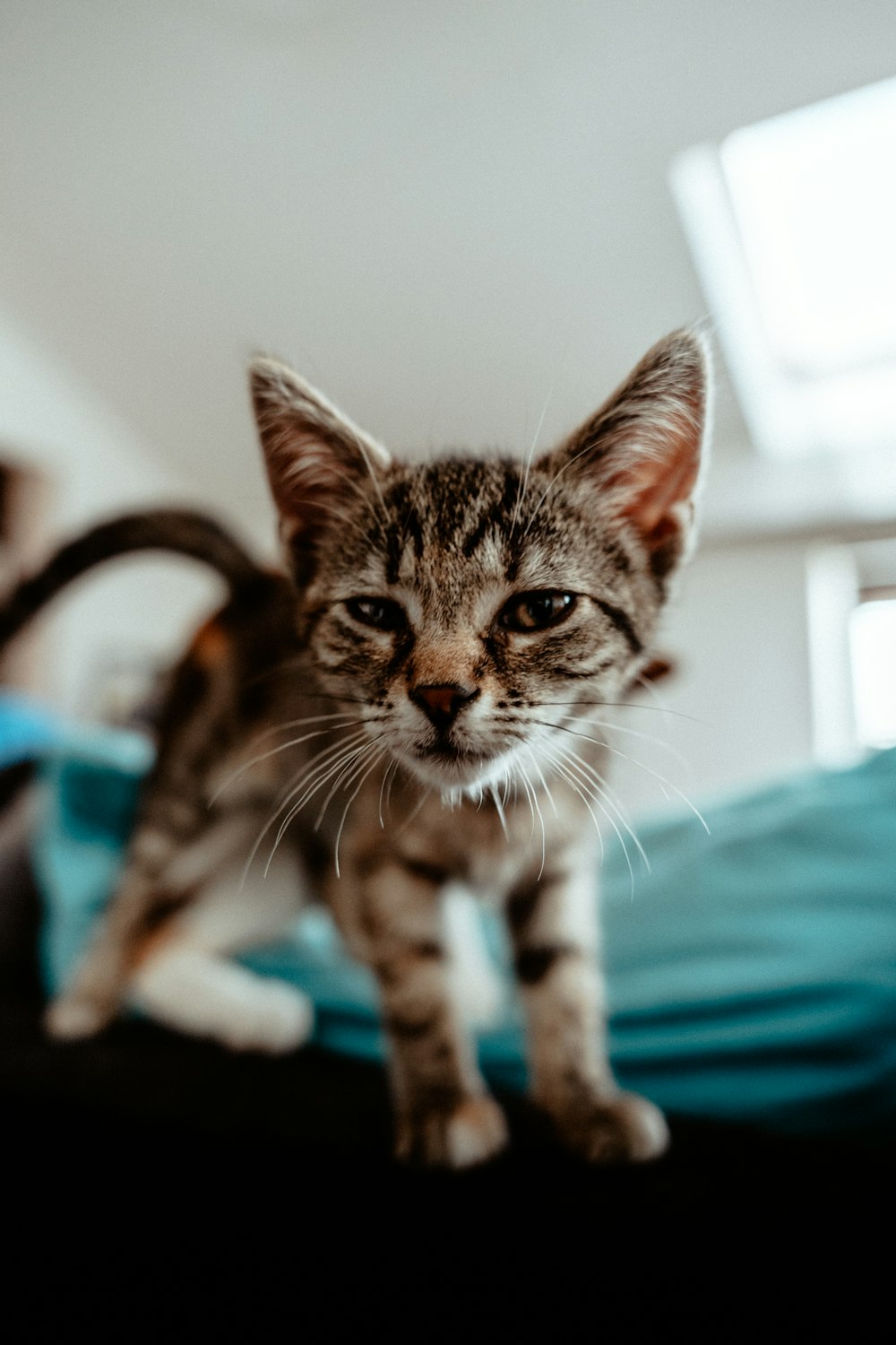 a cat sitting on a bed