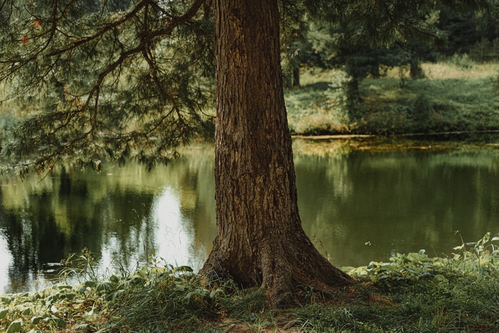 a tree next to a body of water