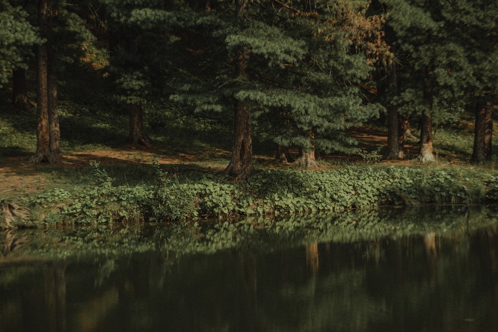 a body of water with trees around it