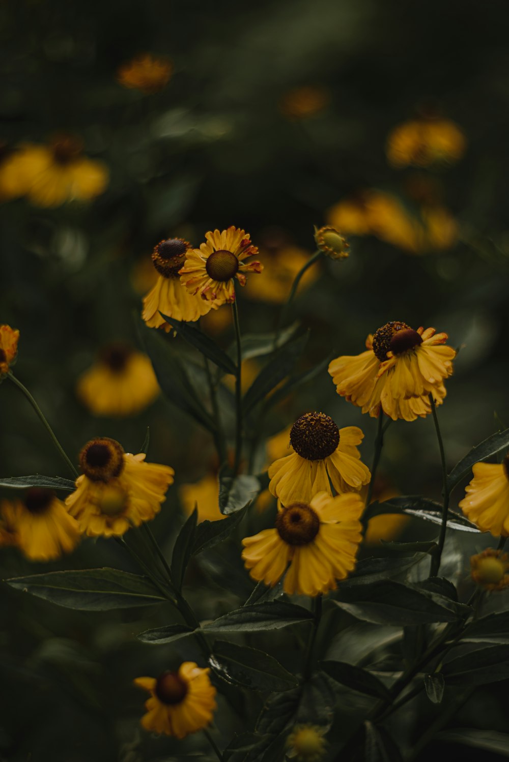 un groupe de fleurs jaunes