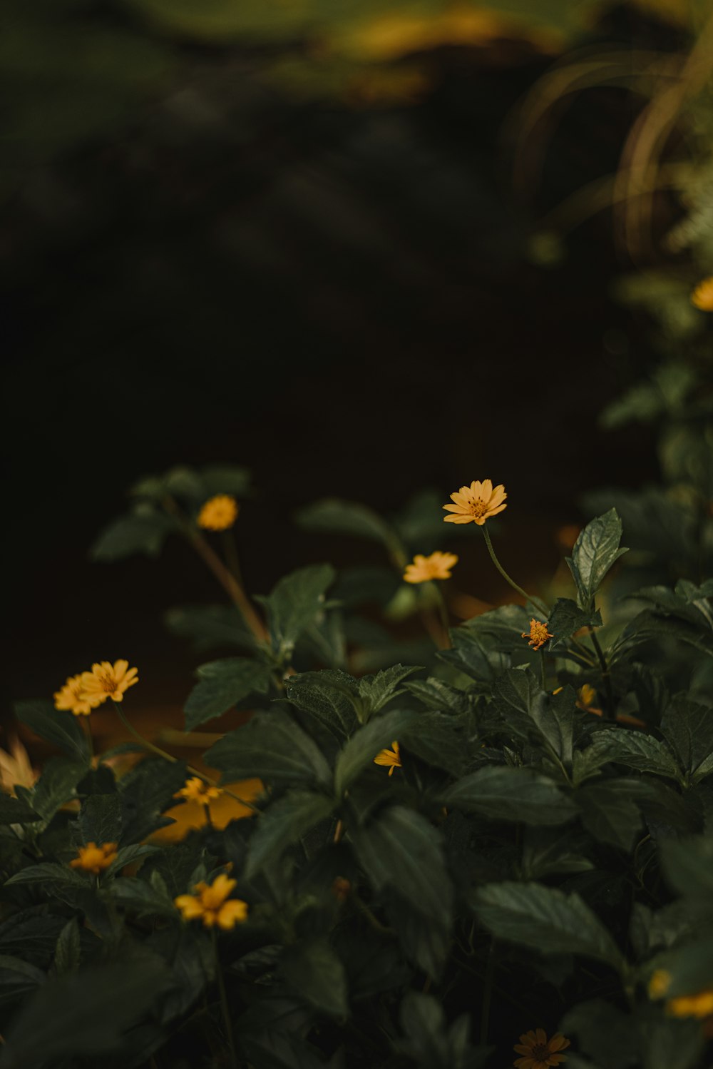 a group of yellow flowers