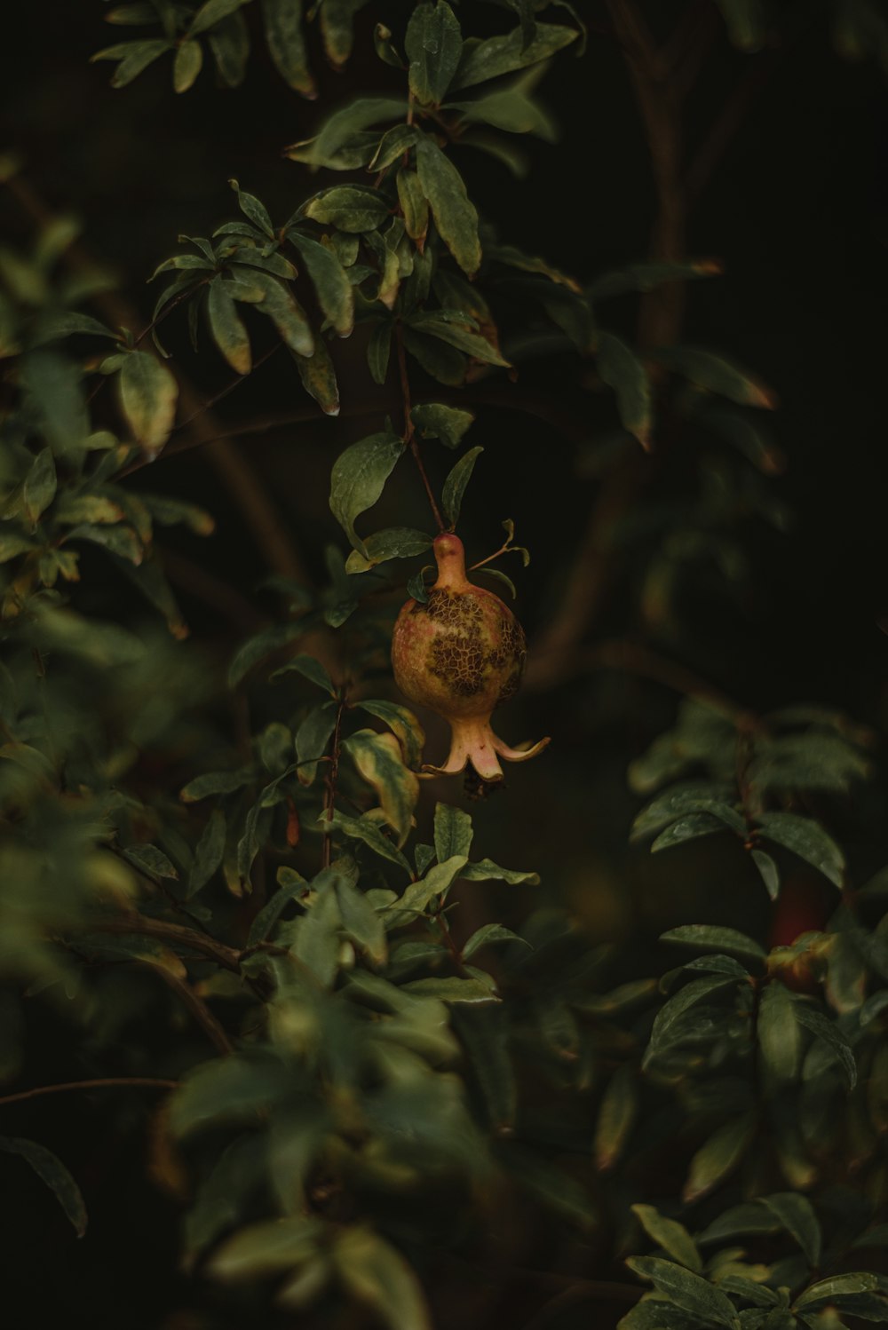 a spider on a plant