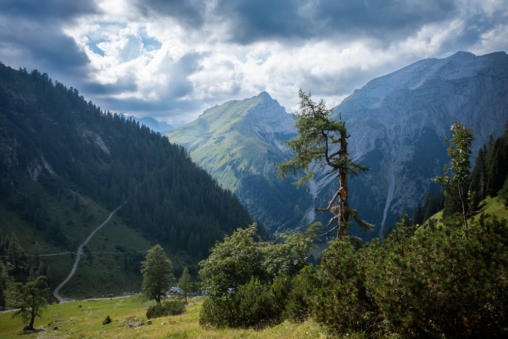 a valley with trees and mountains in the background