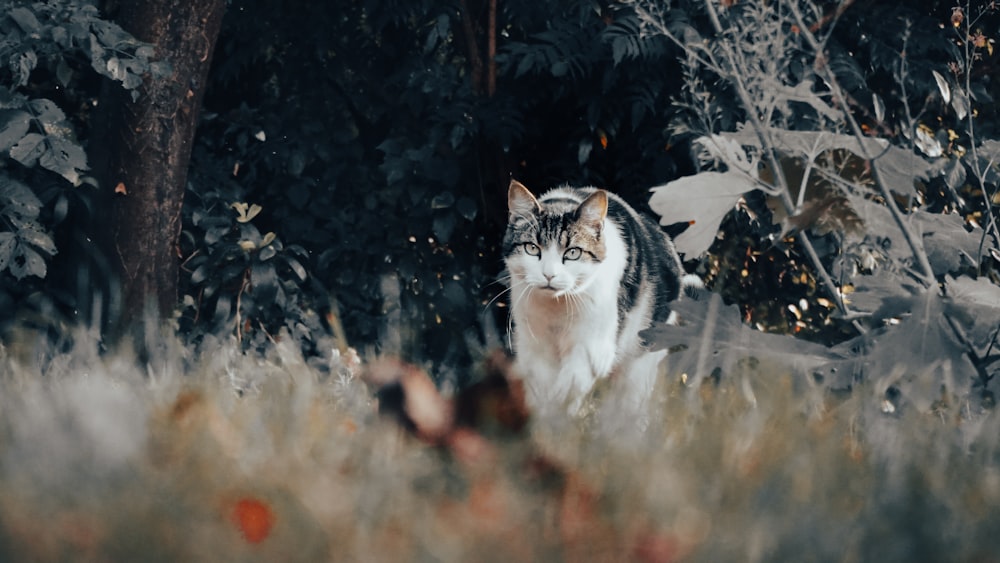 a cat in a field of flowers