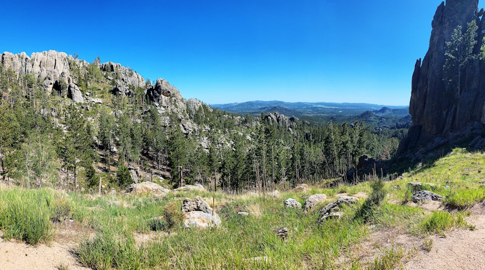 a landscape with trees and rocks