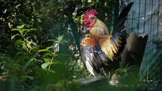 A close-up of vibrant organic herbs and natural supplements arranged beside a proud game fowl in a sunlit coop.