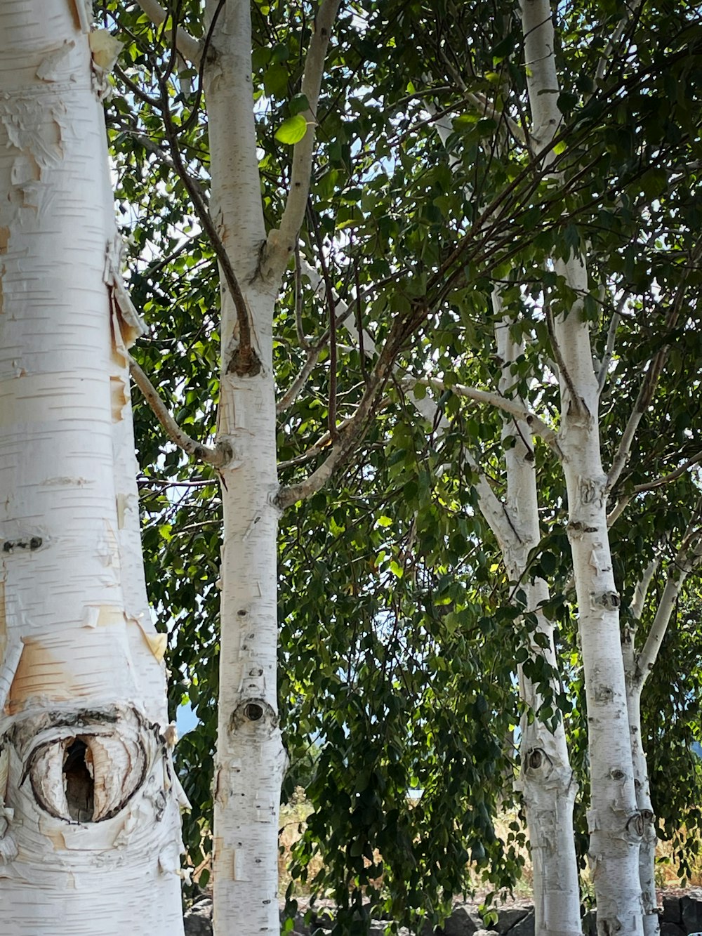 a group of trees with white bark