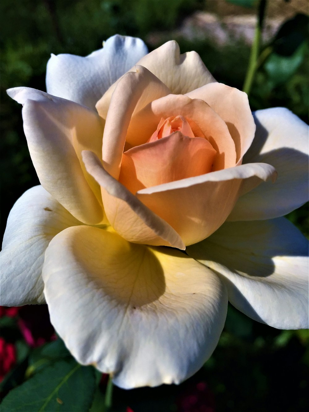 a close up of a flower