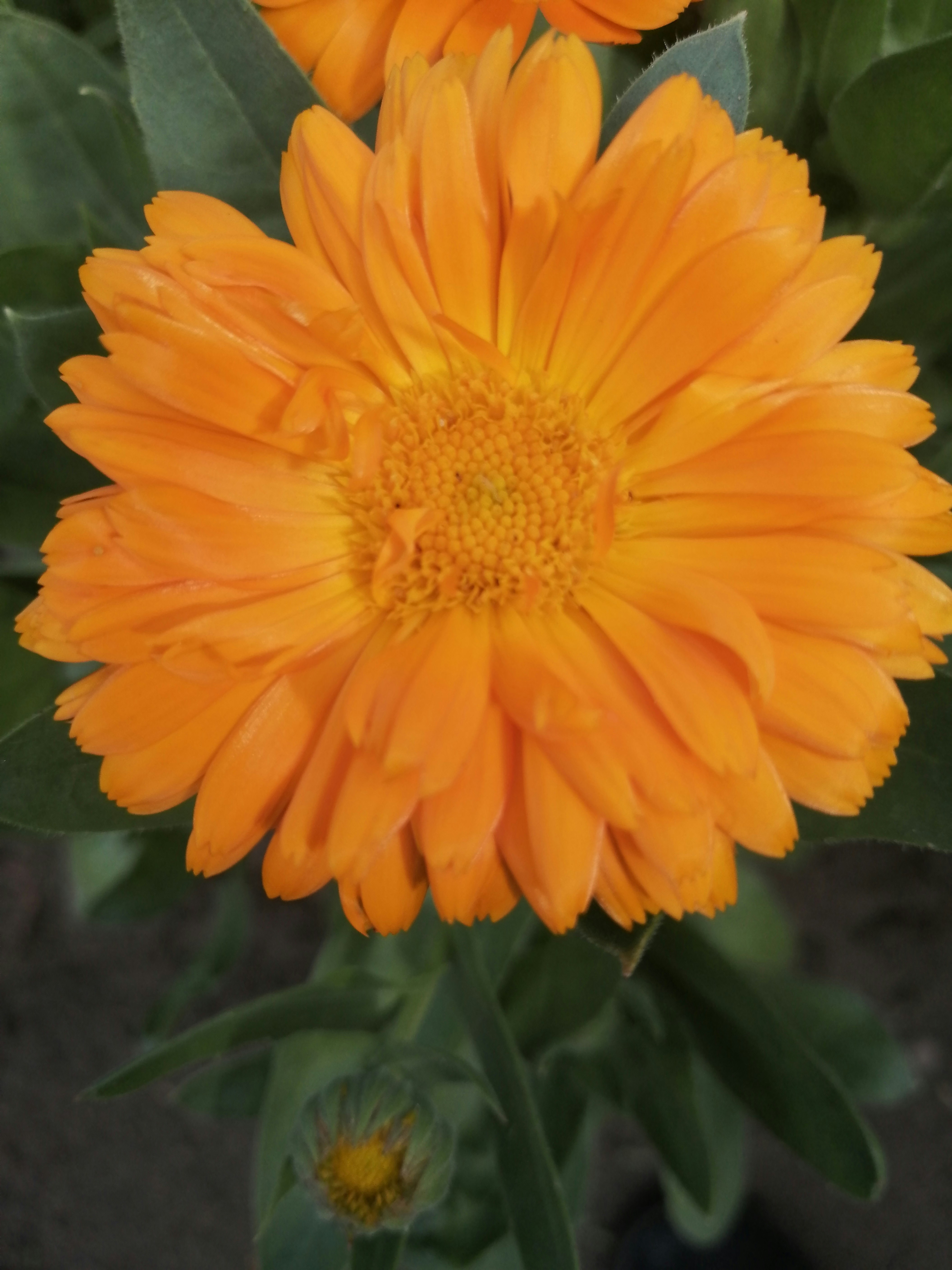 a close up of a flower