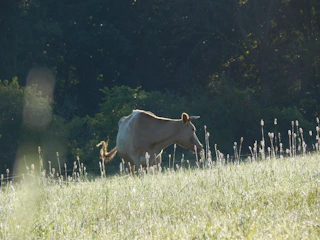 A gentle cow grazing near a temple fence under soft sunlight.