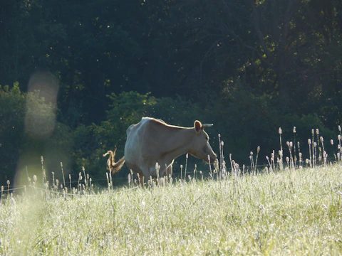 A gentle cow grazing near a temple fence under soft sunlight.