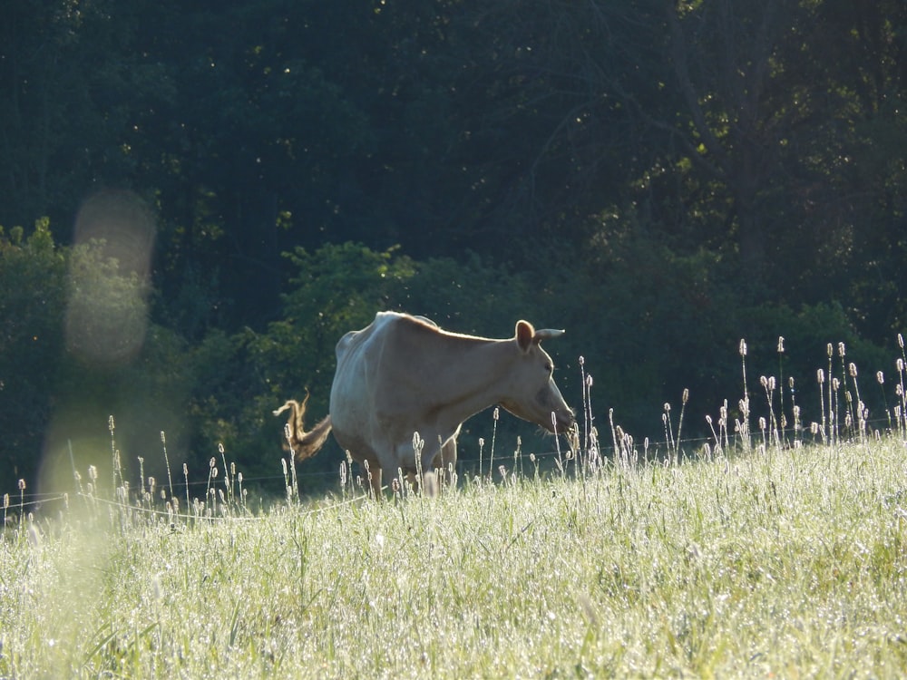 a couple of cows stand in a grassy field
