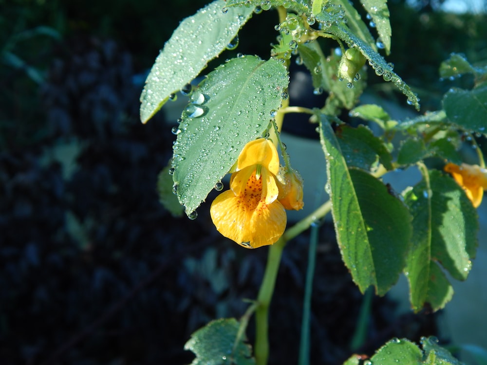 a flower with water droplets on it