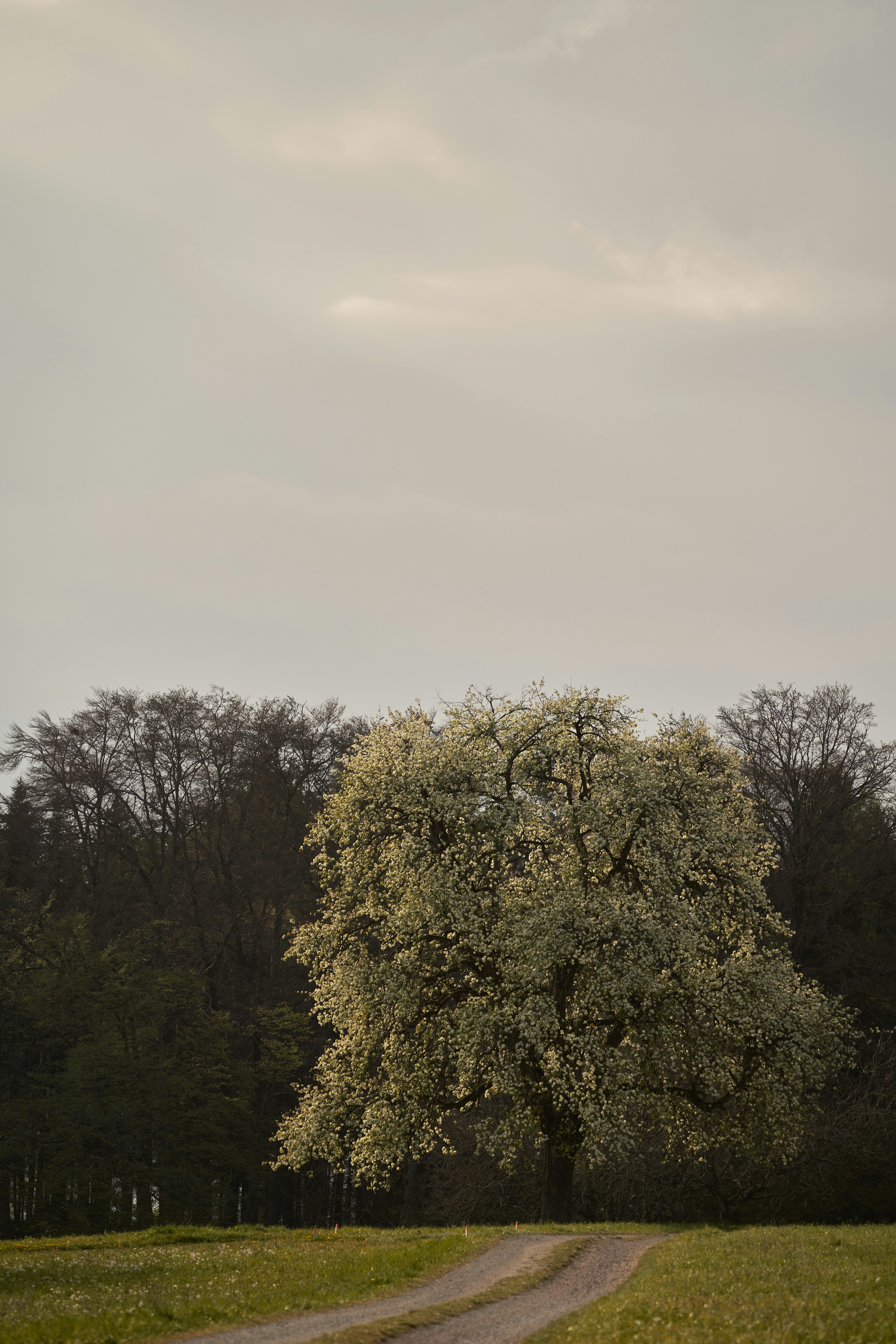 Photo by wolfgang_hasselmann
